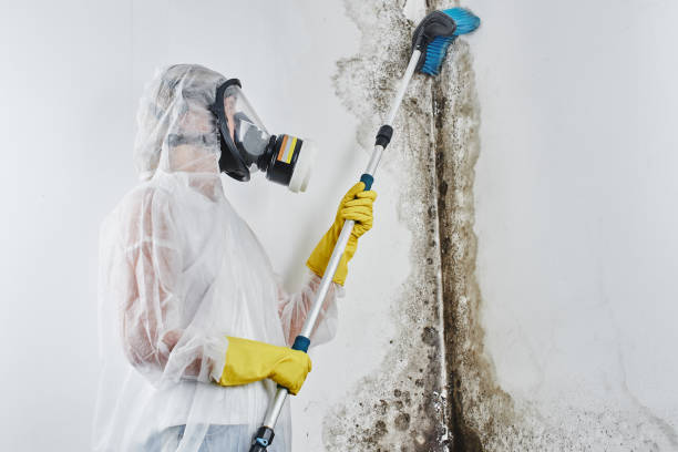 Best Residential Mold Remediation in Monticello, NY