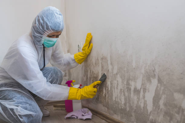 Best Residential Mold Remediation in Monticello, NY