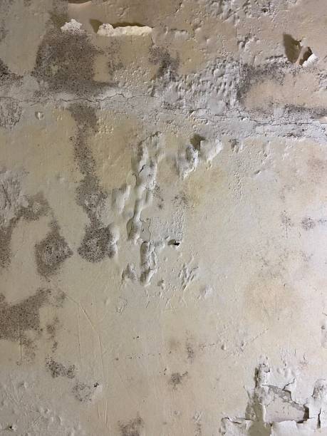 Best Basement Mold Remediation in Monticello, NY